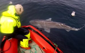 Haakjerring i vannet