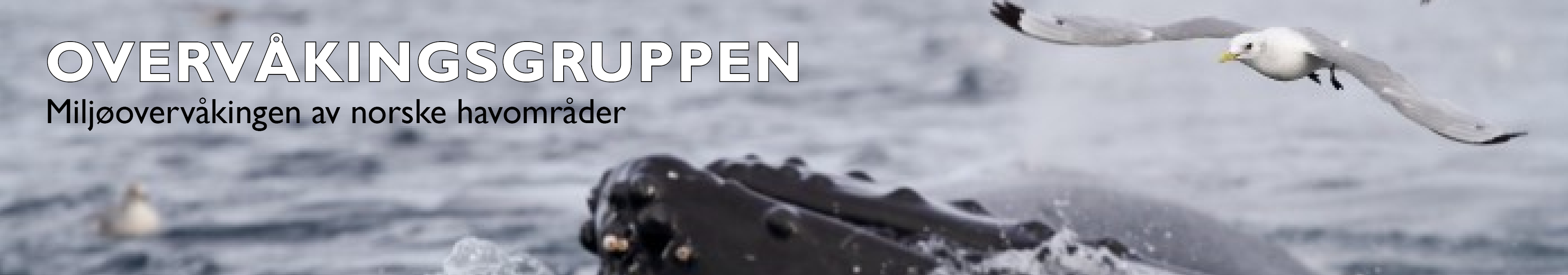 Logo-banner